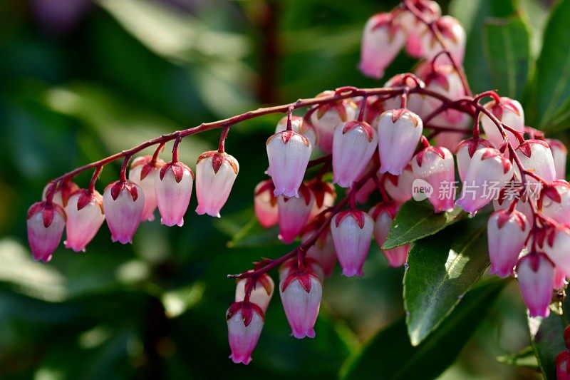 日本Pieris japonica /日本andromeda